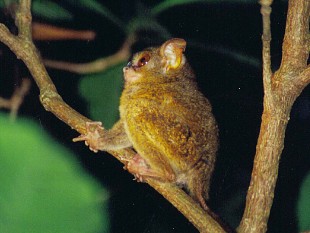 Tarsier at Tangkoko, by Peter Koodrin